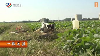 农民创收范例 600多亩流转农户土地大规模种植这种作物