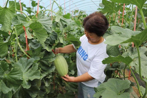 河南沁阳市崇义镇 经济作物效益好 特色种植 花样 多