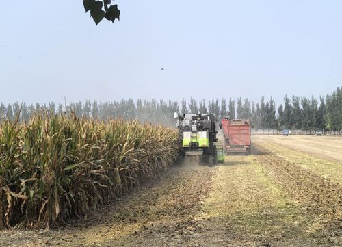 汶上县南站街道 大豆玉米 手牵手 一田双收 巧增收