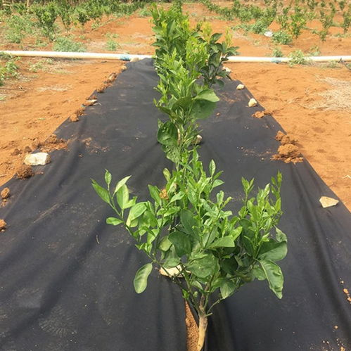 【厂家直销农用除草布pp防草布编织布】- 