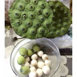 宁远妹纸们 多吃这三个 豆豆 ,让你拥有傲人波涛