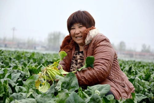 大辛村 蔬菜喜丰收 农户笑开颜