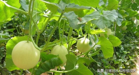 葡萄糖在农作物种植的功效有哪些?