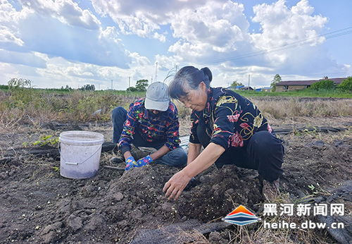 孙吴县红旗乡大力发展庭院特色作物种植