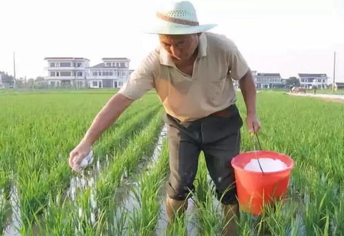 民间的施肥谚语,你懂多少 是否有科学依据 如 无氮不生长