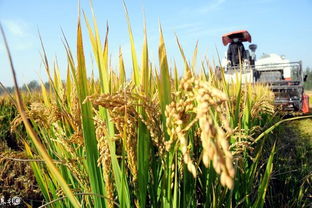 2018年,水稻面积将调减1000万亩以上 鼓励种植这些作物