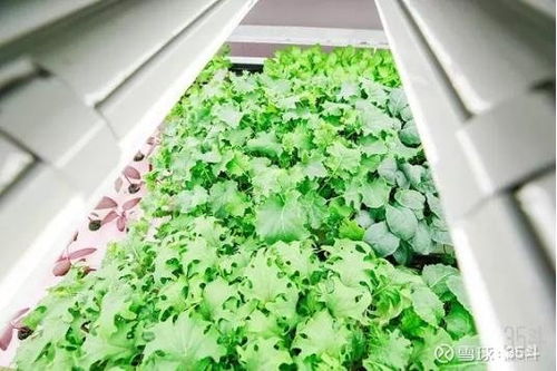 加拿大农业科技公司一览涉及农场管理 精确除草技术 智 太平洋 601099 聊吧 赢家聊吧