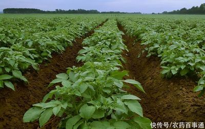"黄金搭档"真的没有那么神秘,40小时绿叶,看看是什么配方