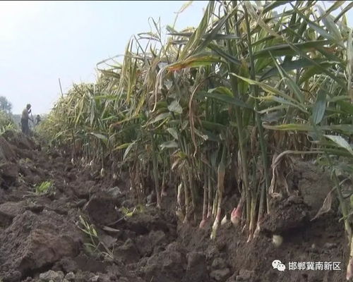 迈入新时代,看路庄 姜 山如画