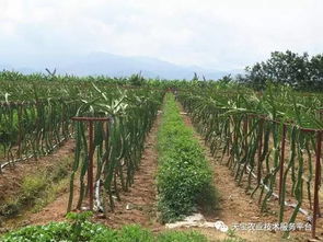 30种常见作物间作套种大汇总