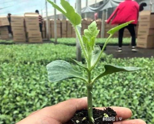 俗语, 谷雨前后, 种瓜种豆 , 谷雨快到了, 适宜种植哪些作物 节气 秋天 高粱 农谚 网易订阅