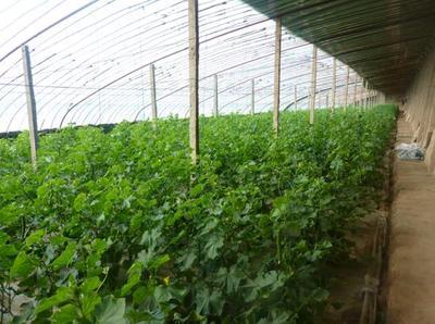 找南宁市农腾温室大棚制作安装的南宁温室大棚安装/柳州温室大棚配件价格、图片、详情,上一比多_一比多产品库
