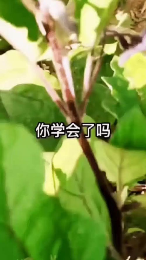 一起 合拍 农业种植 三农 种植小技巧 优质农产品