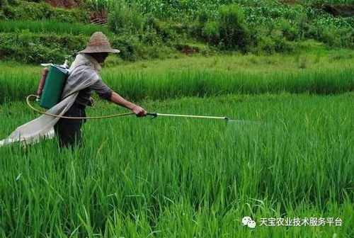 禁用和允许使用的高毒农药名单在这儿