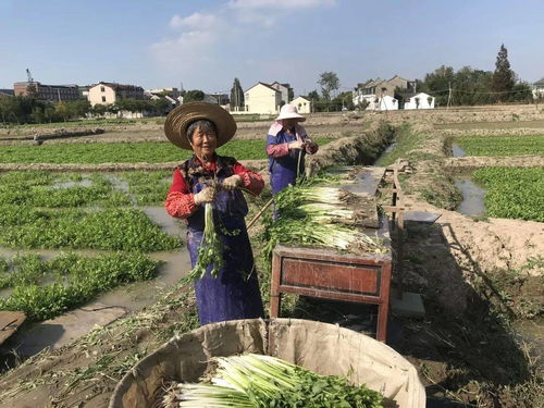 一条美丽路线,带您领略奉城乡村风光