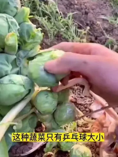 你们见过这种菜吗 孢子甘蓝 营养丰富,生吃做菜都方便 家庭种植 优质农产品