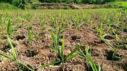 生姜种植如何获高产?种植生姜的六大措施