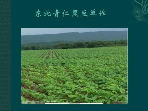 中国农作物主要分布与农作物种植方式
