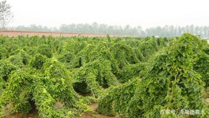 怎么种植山药才能提高产量?科学的种植以及日常管理