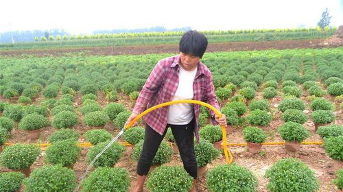 农民种植特色作物20年,年收入近20万元,为啥年轻人不愿从事