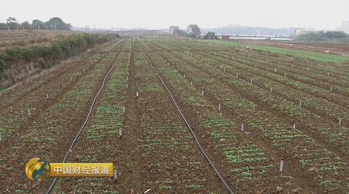 各种食用油怎么吃更健康 原来真有诀窍