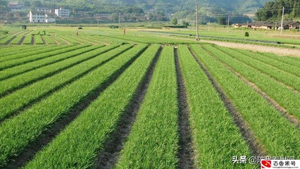 农田种植什么致富?