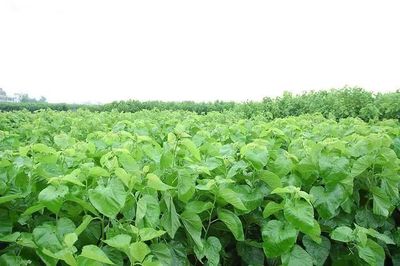 农业未来5年种植侧重点
