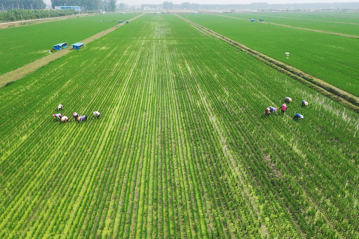 粮食安全与田地,人的生存密切相关,具体体现在以下几个方面:   田地是