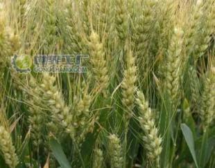 供应郑麦9023麦种价格_供应郑麦9023麦种厂家_世界工厂网产品信息库