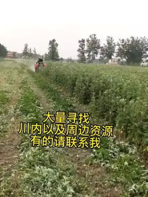 真实有效,记得联系我 三农 优质农产品 农村生活 农业种植 新农人创业 助农扶农 助力三农 农业