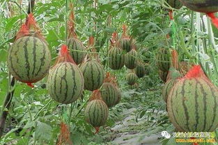 种植小西瓜,成就大梦想