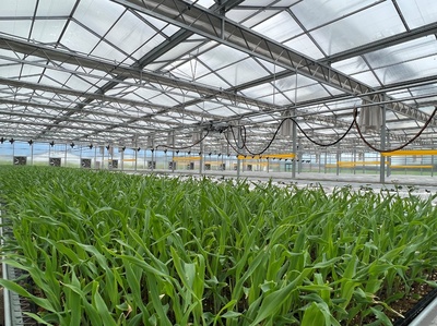 示范园种植区内,农作物长势喜人。宁阳县委宣传部供图