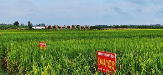 湖北省新增29个国家和省级农作物展示评价基地