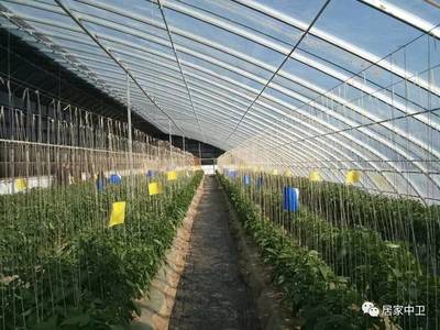 【今日观察】“1+5”特色产业蓬勃发展 --中卫现代农业焕发新活力