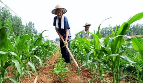 农民种田要考证引发热议 到底是怎么回事,农民种田该如何考证