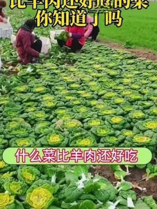 立秋播种,下霜采收,可以一直吃到过年 优质农产品 家庭种植 三农 种菜