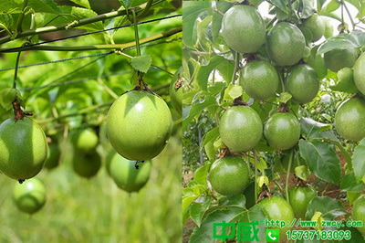 百香果怎么种植产量高?百香果用什么肥料坐果多?