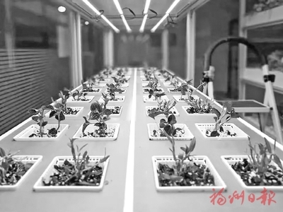 【福州日报、福州晚报】无需阳光土壤 作物照样生长 闽侯“植物工厂”以高精度环境控制发展高效农业