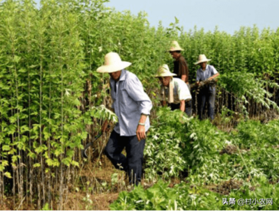 农村适合种植什么致富