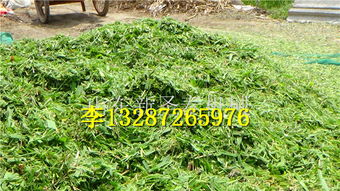 【大型铡草揉丝机哪里有铡草揉丝两用机】- 