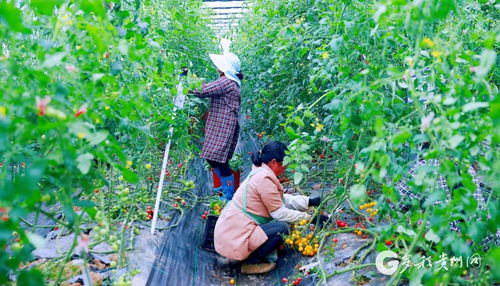 多彩贵州网 乌当区 土地碎片化治理 有新意