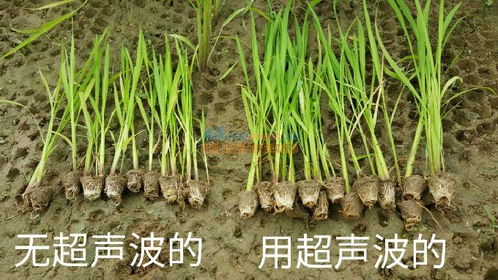 广州优质作物种子增产处理调优技术公司,当属广州金稻农业,提高粮食产量的方法