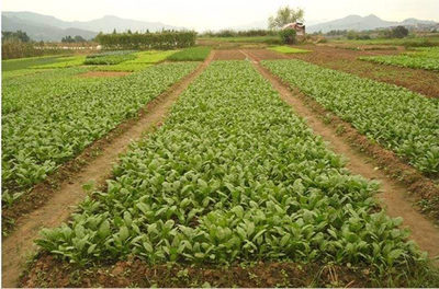 种植业怎么样?