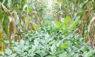 同样种植玉米，邻居家为什么比你赚的多？有机食品开发的秘密