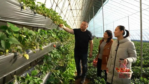 来这里，开启莓好时刻——草莓种植全攻略
