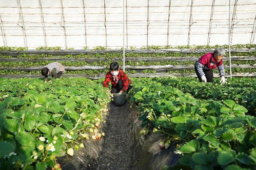 辛巴助农专场暖心开播 河北小草莓撬动乡村振兴大产业 有机食品开发新篇章