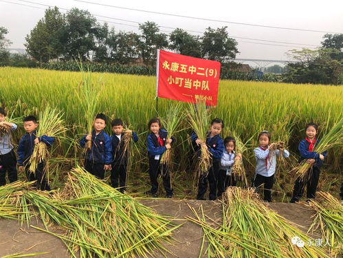 走进田间，体验劳动——孩子们的农作物种植收获