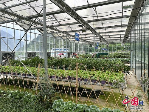 汶川水磨镇校地共建智慧农业科创园 助力现代农产品种植创新